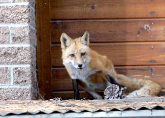 Sierra Nevada Red Fox Tahoe Donner
