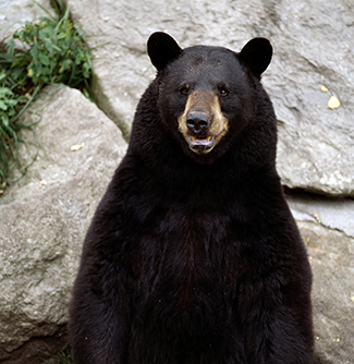 Black-Bear2